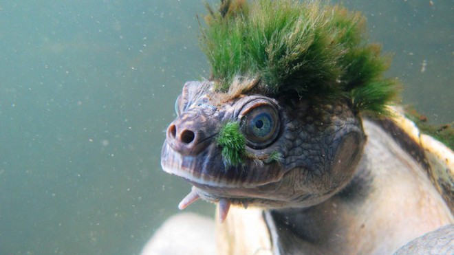Loài rùa tóc xanh gấu nhất mạng xã hội này sắp tuyệt chủng - Ảnh 1.