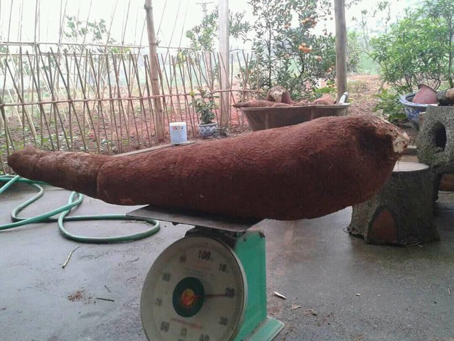 Ph&uacute; Thọ: Người d&acirc;n đ&agrave;o được củ sắn khổng lồ nặng hơn 20kg, đ&acirc;m xuy&ecirc;n cả đường nhựa chui l&ecirc;n - Ảnh 1.