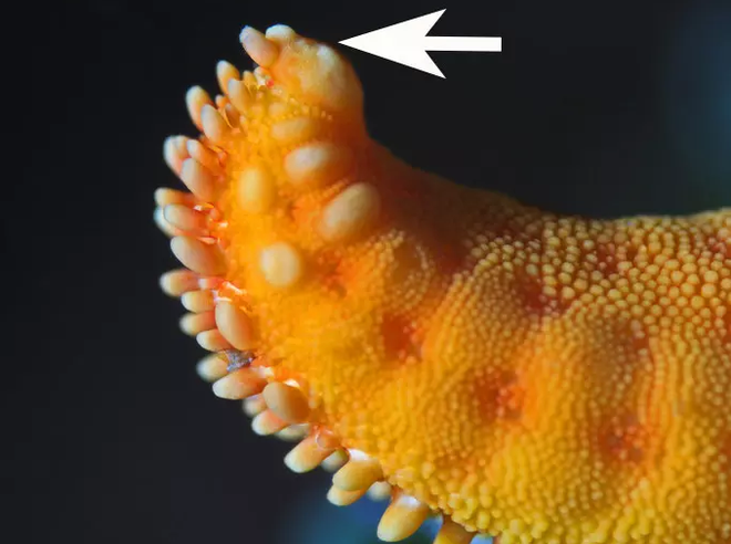 Sở hữu nghìn mắt nhưng lại không có não - đây thực sự là con quái vật kinh khủng nhất đại dương - Ảnh 7.