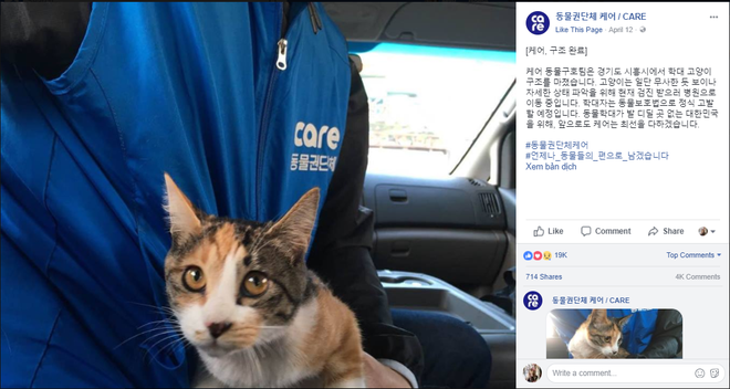 Netizen Hàn Quốc phẫn nộ trước video hành hạ mèo dã man do một người đàn ông nước này đăng tải trên Youtube - Ảnh 3.