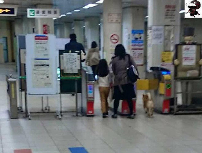 Nhật Bản: Một chú chó bị bảo vệ ga bắt sống vì định nhảy tàu đi chơi mà không mua vé - Ảnh 2.