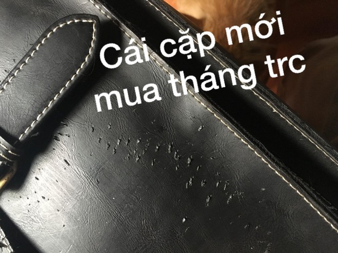 Nỗi lòng cô gái nuôi phải 4 con boss mèo chẳng biết làm gì ngoài ăn và cào nát tất cả đồ vật trong nhà - Ảnh 4.