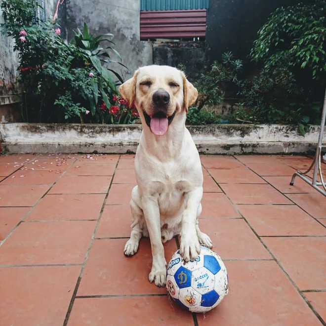 Trịnh Văn Củ Cải: Chú chó siêu thông minh, có thể làm toán và phân biệt logo đội bóng - Ảnh 1.