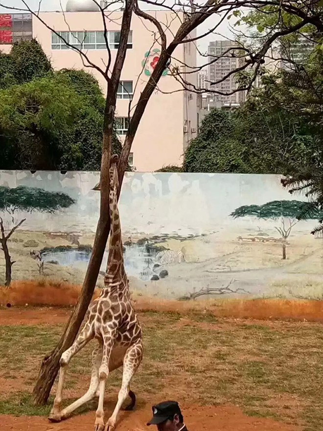 Giraffe dies from severe trauma after being pinned to tree trunk while scratching an itch - Photo 1.