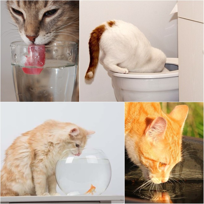 Loạt dụng cụ chất ph&aacute;t ngất gi&uacute;p c&aacute;c boss ch&oacute; m&egrave;o lầy lội ngưng uống nước bẩn trong nh&agrave; vệ sinh - Ảnh 1.