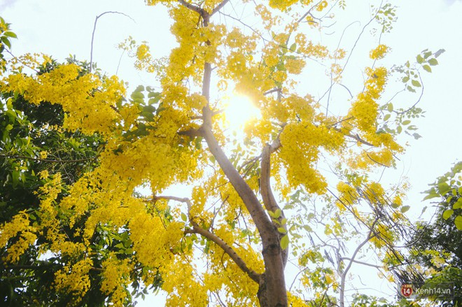Chùm ảnh: Hoa Osaka rực rỡ nhuộm vàng đường phố Sài Gòn trong cái nắng tháng 4 - Ảnh 6.