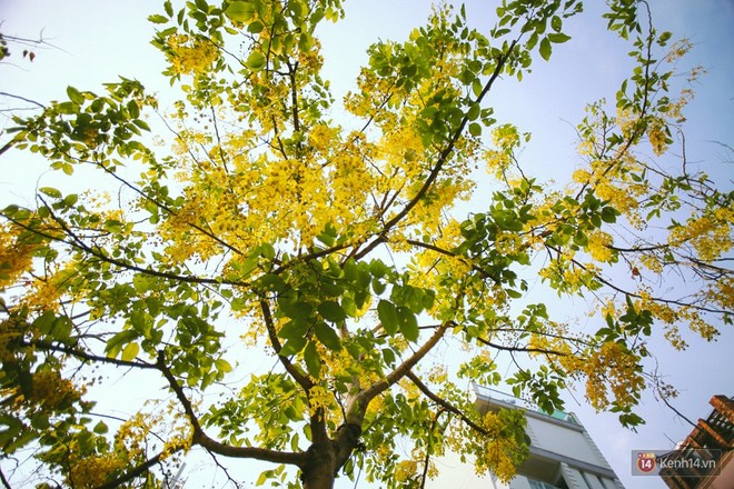 Chùm ảnh: Hoa Osaka rực rỡ nhuộm vàng đường phố Sài Gòn trong cái nắng tháng 4 - Ảnh 5.