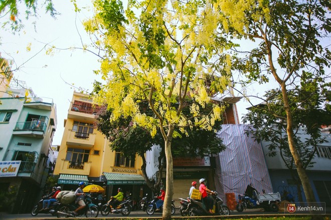 Chùm ảnh: Hoa Osaka rực rỡ nhuộm vàng đường phố Sài Gòn trong cái nắng tháng 4 - Ảnh 1.