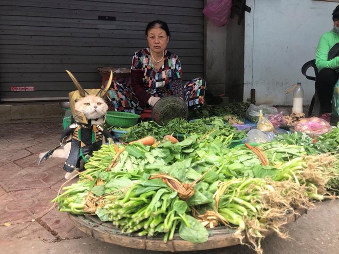 Rũ bỏ hình ảnh hoàng thượng, chú mèo tên Chó hoá thân thành anh hùng Avenger oanh tạc chợ cá Hải Phòng - Ảnh 6.