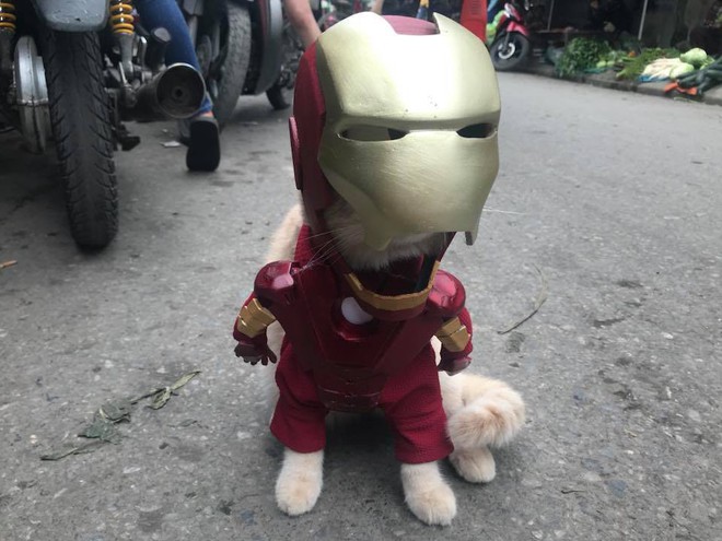 Rũ bỏ hình ảnh hoàng thượng, chú mèo tên Chó hoá thân thành anh hùng Avenger oanh tạc chợ cá Hải Phòng - Ảnh 12.