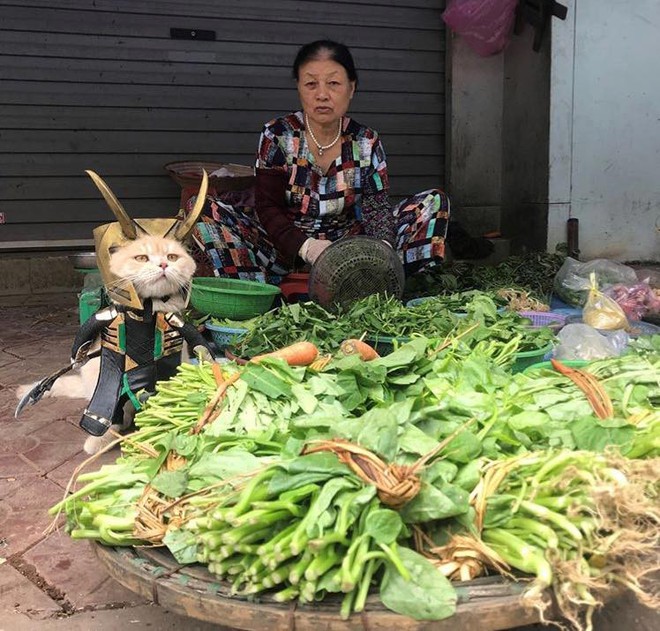 Chú mèo tên Chó lại hóa thân thành siêu anh hùng Avengers, được bạn bè Thái Lan cưng nựng, xuýt xoa hết lời - Ảnh 3.