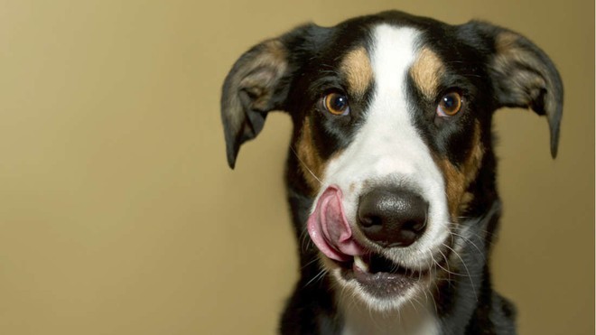 Cẩn thận nhé: Người nuôi chó có nguy cơ mắc một loại bệnh cực kỳ khó chịu, có liên quan đến WC - Ảnh 1.