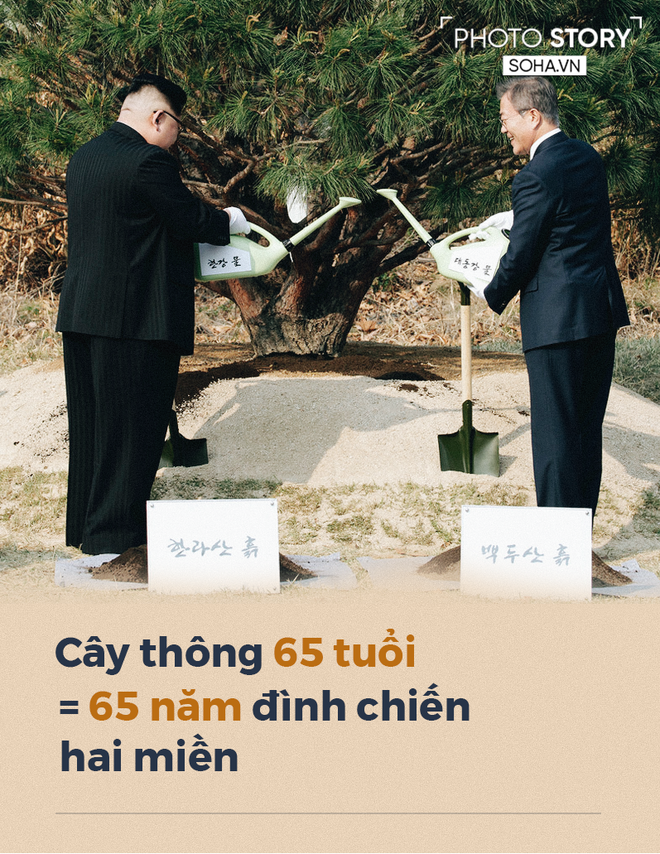 Xung quanh c&acirc;y th&ocirc;ng gắn kết Tổng thống H&agrave;n Quốc Moon Jae-in v&agrave; l&atilde;nh đạo Triều Ti&ecirc;n Kim Jong-un - Ảnh 1.