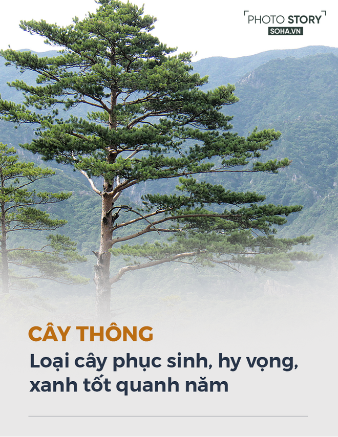 Xung quanh c&acirc;y th&ocirc;ng gắn kết Tổng thống H&agrave;n Quốc Moon Jae-in v&agrave; l&atilde;nh đạo Triều Ti&ecirc;n Kim Jong-un - Ảnh 3.