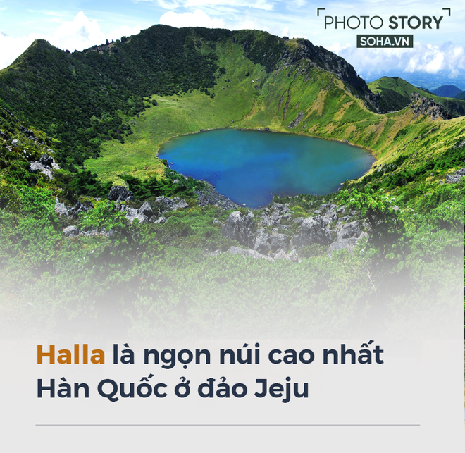 Xung quanh c&acirc;y th&ocirc;ng gắn kết Tổng thống H&agrave;n Quốc Moon Jae-in v&agrave; l&atilde;nh đạo Triều Ti&ecirc;n Kim Jong-un - Ảnh 5.