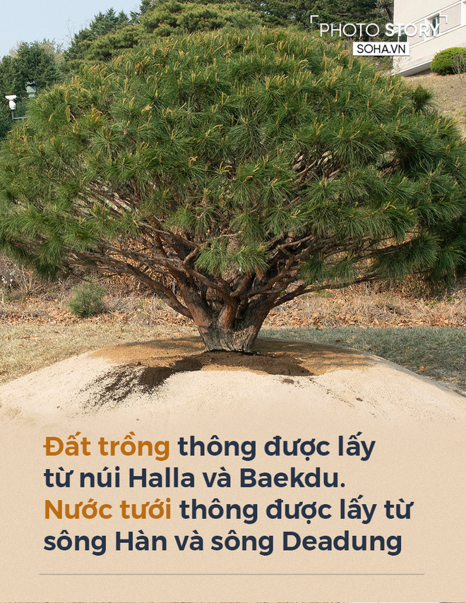 Xung quanh c&acirc;y th&ocirc;ng gắn kết Tổng thống H&agrave;n Quốc Moon Jae-in v&agrave; l&atilde;nh đạo Triều Ti&ecirc;n Kim Jong-un - Ảnh 7.