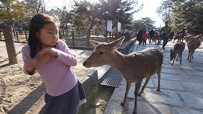 Hơn 200 vụ hươu cắn khách du lịch ở công viên Nhật Bản, chính quyền phải gấp rút ra bản hướng dẫn cho hươu ăn an toàn - Ảnh 4.