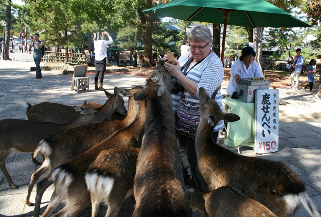Hơn 200 vụ hươu cắn khách du lịch ở công viên Nhật Bản, chính quyền phải gấp rút ra bản hướng dẫn cho hươu ăn an toàn - Ảnh 5.