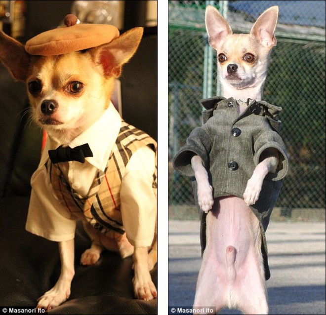 Bộ ba chú chó “fashionista” khiến cư dân mạng trầm trồ khen ngợi vì gu thời trang quá đỉnh - Ảnh 1.