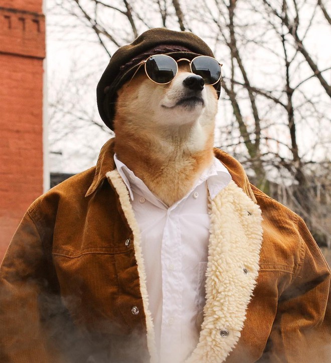 Bộ ba chú chó “fashionista” khiến cư dân mạng trầm trồ khen ngợi vì gu thời trang quá đỉnh - Ảnh 12.