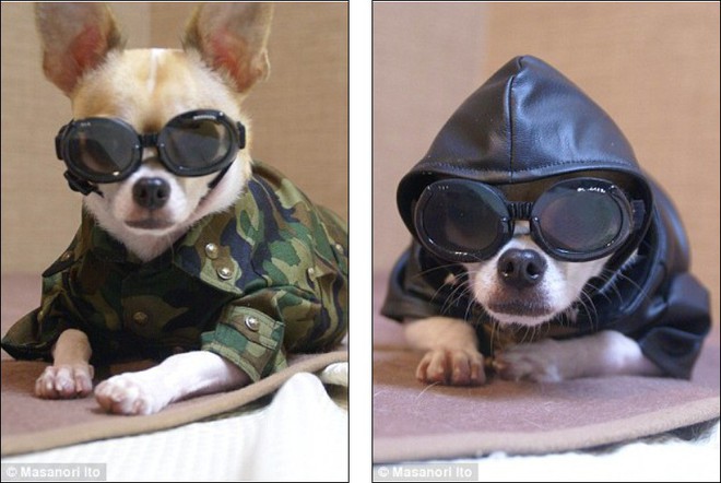 Bộ ba chú chó “fashionista” khiến cư dân mạng trầm trồ khen ngợi vì gu thời trang quá đỉnh - Ảnh 4.