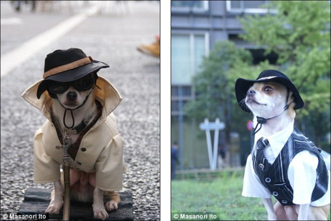 Bộ ba chú chó “fashionista” khiến cư dân mạng trầm trồ khen ngợi vì gu thời trang quá đỉnh - Ảnh 6.