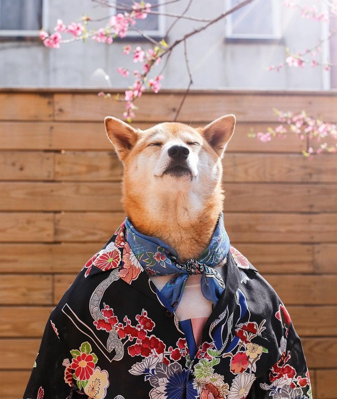 Bộ ba chú chó “fashionista” khiến cư dân mạng trầm trồ khen ngợi vì gu thời trang quá đỉnh - Ảnh 9.