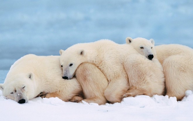 Lông gấu Bắc Cực không phải có màu trắng và 7 sự thật vô cùng thú vị mà bạn chưa từng nghe qua - Ảnh 7.