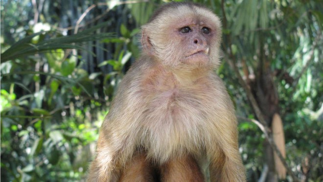 Tranh cãi: loài khỉ đã “đi bè” cưỡi sóng, vượt đại dương trước con người hàng triệu năm? - Ảnh 5.