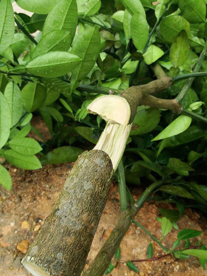 &ldquo;Chết đứng&rdquo; khi thấy h&agrave;ng trăm gốc bưởi Ph&uacute;c Trạch trồng hơn 2 năm bị kẻ xấu chặt hạ - Ảnh 2.