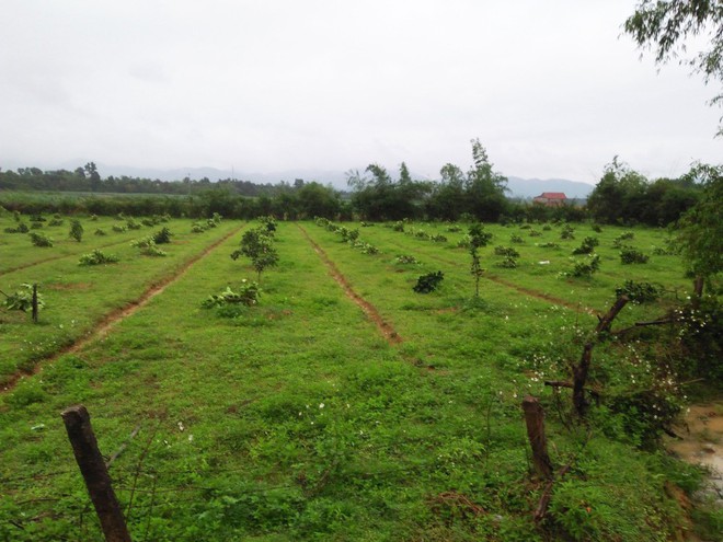 Gần 200 cây bưởi đặc sản của nông dân Hà Tĩnh bị kẻ xấu chặt ngang gốc - Ảnh 1.