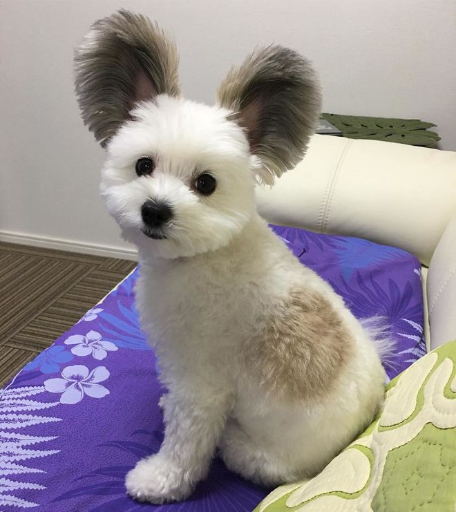 Chú chó có đôi tai tròn xoe như của chuột Mickey gây bão Instagram từ Á sang Âu vì dễ thương hết nấc - Ảnh 9.