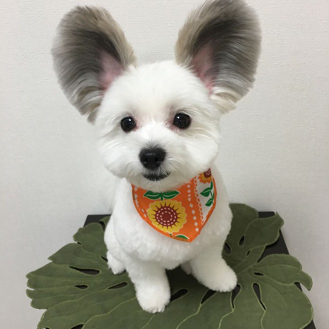 Chú chó có đôi tai tròn xoe như của chuột Mickey gây bão Instagram từ Á sang Âu vì dễ thương hết nấc - Ảnh 10.