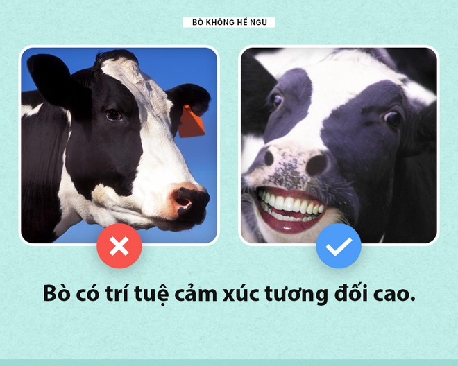 Xin chào! Tôi là bò và tôi không ngu như các ông tưởng đâu nhé - Ảnh 5.