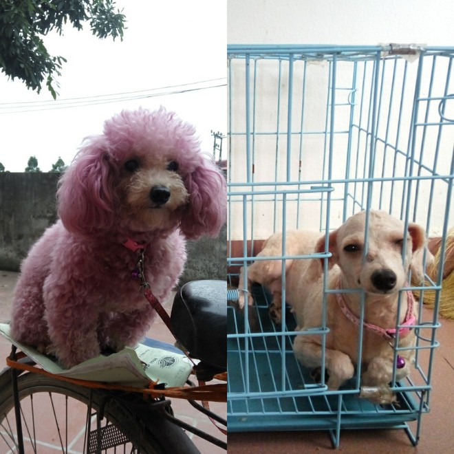 Bí mật mới được bật mí: Bên trong mỗi con poodle là 1 con chó phốc - Ảnh 3.