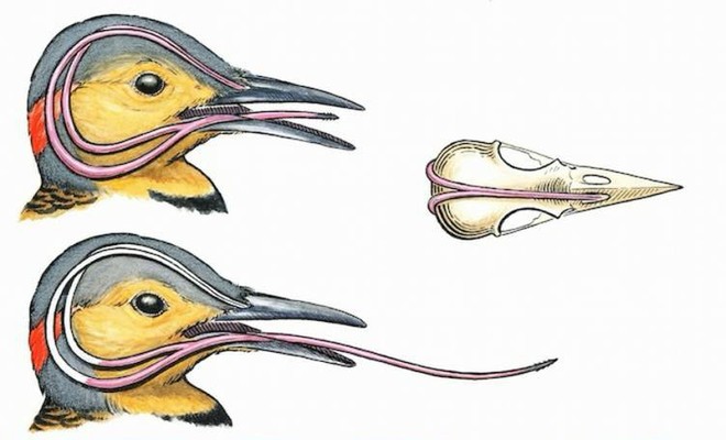 Ai cũng giật mình khi biết cách loài chim này cất cái lưỡi dài hơn cả đầu - Ảnh 2.