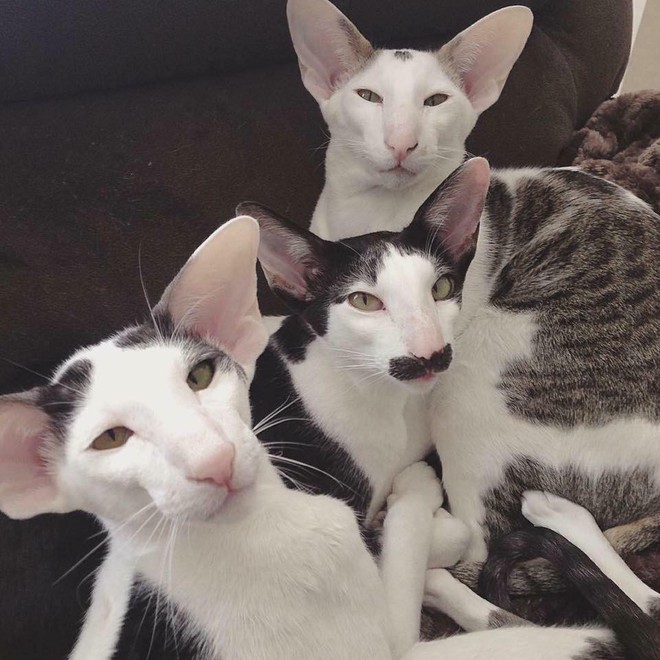 Với hình ảnh về gia đình mèo xấu lạ này, bạn sẽ bất ngờ với sự đa dạng và độc đáo của các thành viên trong gia đình đáng yêu này. Hãy cùng khám phá và trải nghiệm nhé!