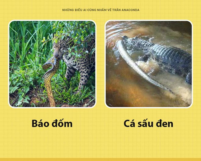 Chào các ông! Tôi là trăn Anaconda và đây toàn là những sự thật các ông vẫn đang hiểu lầm về tôi - Ảnh 1.