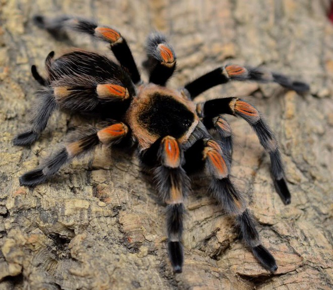 Dù là không sợ nhện thì cảnh tượng nhện khổng lồ Tarantula lột xác cũng khiến bạn thấy gai người - Ảnh 1.