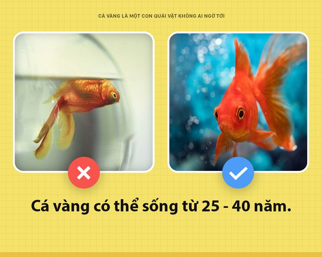 Chào các ông! Tôi là cá vàng và cũng là con quái vật khủng khiếp nhất mà các ông không ai ngờ tới - Ảnh 5.