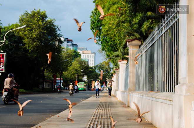 Mùa chò nâu xoay tít trên đỉnh đầu - Những vũ điệu quyến rũ người Sài Gòn khắp mọi nẻo đường - Ảnh 6.