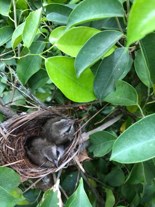 Thấy trong sân nhà có tổ chim, người phụ nữ kiên nhẫn chụp ảnh từ lúc là quả trứng cho tới khi thành bầy chim non xinh xinh - Ảnh 6.