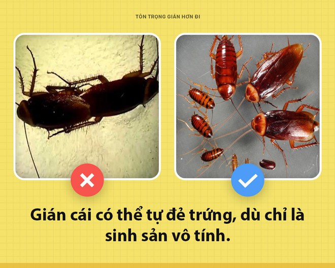 Chào các ông! Tôi là gián Tiểu Cường đây nhưng các ông có nên tôn trọng tôi một chút không? - Ảnh 6.