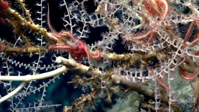 Phát hiện khu "rừng san hô" bí ẩn hơn 1000 tuổi, sâu 2.300m dưới đáy biển - Ảnh 3.
