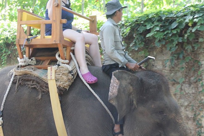 Ảnh: Xót xa cảnh động vật bị ngược đãi tại “thiên đường” du lịch Bali - Ảnh 12.