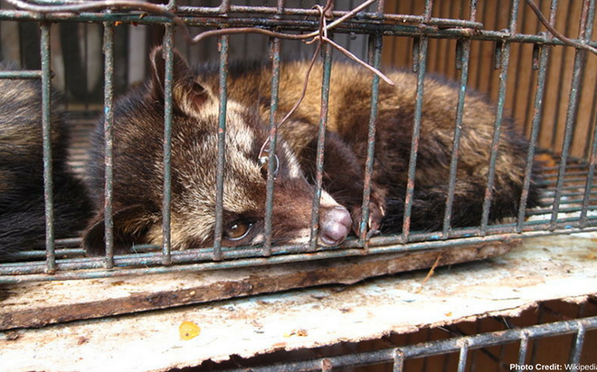 Ảnh: X&oacute;t xa cảnh động vật bị ngược đ&atilde;i tại &ldquo;thi&ecirc;n đường&rdquo; du lịch Bali - Ảnh 13.