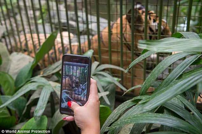 Ảnh: X&oacute;t xa cảnh động vật bị ngược đ&atilde;i tại &ldquo;thi&ecirc;n đường&rdquo; du lịch Bali - Ảnh 3.