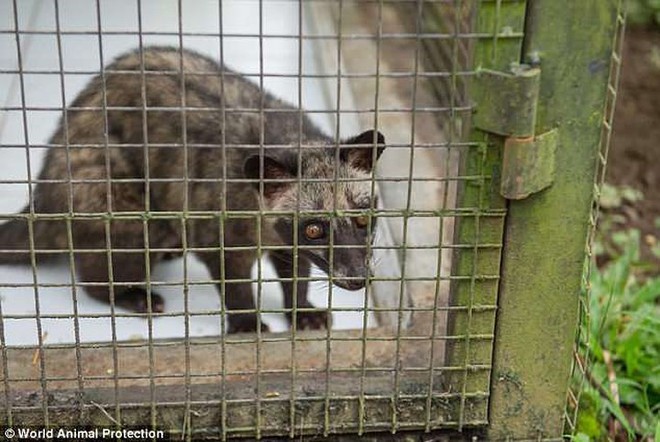 Ảnh: X&oacute;t xa cảnh động vật bị ngược đ&atilde;i tại &ldquo;thi&ecirc;n đường&rdquo; du lịch Bali - Ảnh 7.