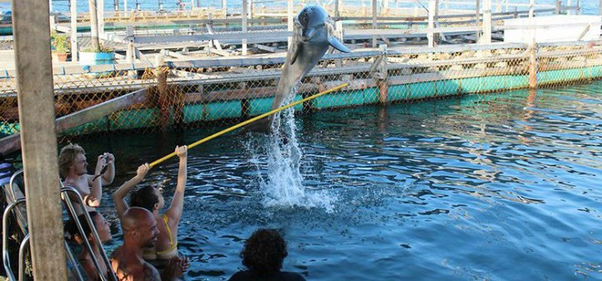 Ảnh: X&oacute;t xa cảnh động vật bị ngược đ&atilde;i tại &ldquo;thi&ecirc;n đường&rdquo; du lịch Bali - Ảnh 10.