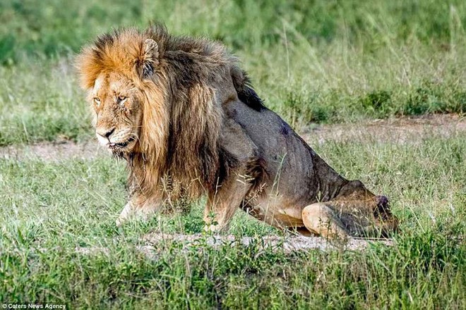 Ám ảnh giây phút cuối đời của chú sư tử Nam Phi kiệt sức vì bị bỏ đói - Ảnh 2.